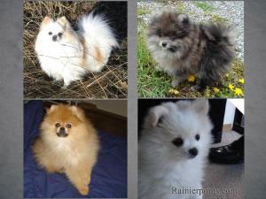 UpcomingAKCPomeranianPuppies